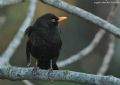 Turdus merula